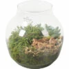 Zimmerpflanzen Arrangement Natur FloraSelf Ø 18 Cm Glasvase Edge 100% Recyceltes Glas -FloraSelf Geschäft DV 8 10620859 01 4c NL 20221214111654