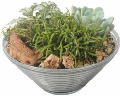 Zimmerpflanzen Arrangement Nature FloraSelf Ø 19 Cm Glasschale