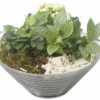 Zimmerpflanzen Arrangement Weiß FloraSelf Ø 19 Cm Glasschale -FloraSelf Geschäft DV 8 10620865 01 4c NL 20221214101655