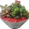 Zimmerpflanzen Arrangement Rot FloraSelf Ø 19 Cm Glasschale -FloraSelf Geschäft DV 8 10620870 01 4c NL 20221214101924