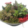 Zimmerpflanzen Arrangement Rot FloraSelf Ø 30 Cm Glasschale -FloraSelf Geschäft DV 8 10620871 01 4c NL 20221214101655