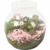 Zimmerpflanzen Arrangement Rosa FloraSelf Ø 18 Cm Glasvase Edge 100% Recyceltes Glas -FloraSelf Geschäft DV 8 10620874 01 4c NL 20221214111923