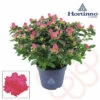Zimmerazalee FloraSelf Hortinno® Rosa H 20-25 Cm Ø 13 Cm Topf -FloraSelf Geschäft DV 8 10620879 01 4c NL 20221213134756