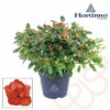 Zimmerazalee FloraSelf Hortinno® Rot H 20-25 Cm Ø 13 Cm Topf 2 Zimmerazalee FloraSelf Hortinno® Rot H 20-25 Cm Ø 13 Cm Topf -FloraSelf Geschäft DV 8 10620880 01 4c NL 20221213134756