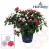 Zimmerazalee FloraSelf Hortinno® Home Multicolor 'Classic Collection' H 20-25 Cm Ø 13 Cm Topf -FloraSelf Geschäft DV 8 10620882 01 4c NL 20221213134756