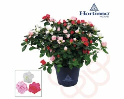 Zimmerazalee FloraSelf Hortinno® Home Multicolor 'Classic Collection' H 20-25 Cm Ø 13 Cm Topf