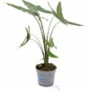Alocasie, Tiger-Pfeilblatt FloraSelf Alocasia Tigrina H Ca. 60 Cm Ø 17 Cm Topf