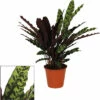 Lanzenblättrige Korbmarante FloraSelf Calathea Insignis H Ca. 85 Cm Ø 17 Cm Topf -FloraSelf Geschäft DV 8 10620884 01 4c NL 20221215144759