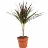 Drachenbaum FloraSelf Dracaena Marginata H Ca. 65 Cm Ø 12 Cm Topf -FloraSelf Geschäft DV 8 10620886 01 4c NL 20221215141754
