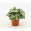 Silberblatt-Peperomie FloraSelf Peperomia Argyreia H Ca. 25 Cm Ø 15 Cm Topf -FloraSelf Geschäft DV 8 10620887 01 4c NL 20221213131752