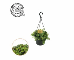 Fetthenne Ampel FloraSelf Sedum 'Tornado'