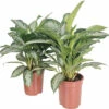 Kolbenfaden FloraSelf Aglaonema 'Silver Splash' H Ca. 70 Cm Ø 21 Cm Topf -FloraSelf Geschäft DV 8 10620898 03 4c NL 20230104141656