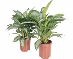 Kolbenfaden FloraSelf Aglaonema 'Silver Splash' H Ca. 70 Cm Ø 21 Cm Topf