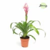 Guzmania FloraSelf Guzmania Candy H Ca. 40 Cm Ø 12 Cm Topf -FloraSelf Geschäft DV 8 10620902 01 4c NL 20221213141653