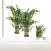 Fischschwanzpalme FloraSelf Caryota Mitis H Ca. 160 Cm Ø 24 Cm Topf -FloraSelf Geschäft DV 8 10620903 01 4c NL 20221213134656