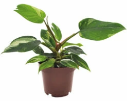 Baumfreund FloraSelf Philodendron 'White Princess' H Ca. 30 Cm Ø 12 Cm Topf