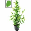 Chinesische Feige Lorbeer-Feige FloraSelf Ficus Moclame H Ca. 105 Cm Ø 21 Cm Topf 2 Chinesische Feige Lorbeer-Feige FloraSelf Ficus Moclame H Ca. 105 Cm Ø 21 Cm Topf -FloraSelf Geschäft DV 8 10620912 01 4c NL 20221215214650