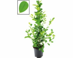 Chinesische Feige Lorbeer-Feige FloraSelf Ficus Moclame H Ca. 105 Cm Ø 21 Cm Topf