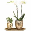 Geschenk-Set Klein Botique Chic Gold FloraSelf Mit Orchidee, Sukkulenten Und Tablett Oval 30 Cm -FloraSelf Geschäft DV 8 10622299 01 4c NL 20221209124750