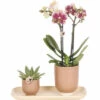 Geschenk-Set Klein Colonial Green Cognac FloraSelf Mit Orchidee, Echeveria Und Bambustablett Oval 30 Cm -FloraSelf Geschäft DV 8 10622300 01 4c NL 20221209124650