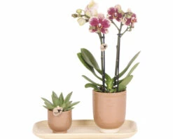 Geschenk-Set Klein Colonial Green Cognac FloraSelf Mit Orchidee, Echeveria Und Bambustablett Oval 30 Cm