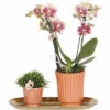 Geschenk-Set Culture FloraSelf Mit Orchidee, Rhipsalis Und Tablett Oval 30 Cm -FloraSelf Geschäft DV 8 10622301 01 4c NL 20221209132932