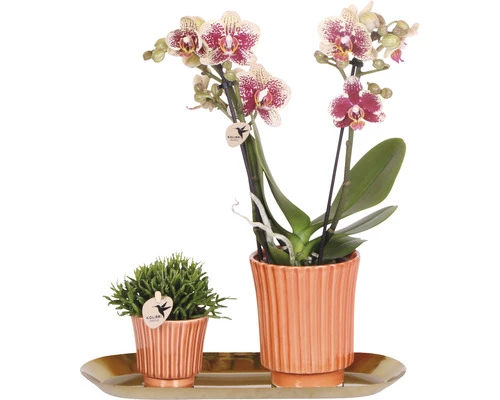 Geschenk-Set Culture FloraSelf Mit Orchidee, Rhipsalis Und Tablett Oval 30 Cm 3 Geschenk-Set Culture FloraSelf Mit Orchidee, Rhipsalis Und Tablett Oval 30 Cm