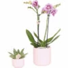 Geschenk-Set Floral Blush FloraSelf Mit Orchidee, Sukkulente Und Tablett Oval 30 Cm -FloraSelf Geschäft DV 8 10622302 01 4c NL 20221209124750