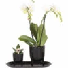 Geschenk-Set Klein Home Hub Black FloraSelf Mit Orchidee, Sukkulenten Und Und Tablett Oval 30 Cm -FloraSelf Geschäft DV 8 10622303 01 4c NL 20221209131753