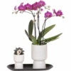 Geschenk-Set Klein Home Hub Grey FloraSelf Mit Orchidee, Sukkulenten Und Und Tablett Oval 30 Cm -FloraSelf Geschäft DV 8 10622304 01 4c NL 20221209131653