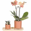 Geschenk-Set Inner Retreat FloraSelf Mit Orchidee, Haworthia Und Bambustablett Oval 30 Cm 1 Geschenk-Set Inner Retreat FloraSelf Mit Orchidee, Haworthia Und Bambustablett Oval 30 Cm -FloraSelf Geschäft DV 8 10622305 01 4c NL 20221209131653