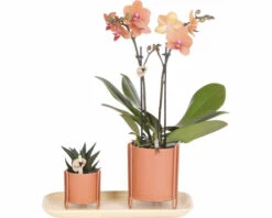 Geschenk-Set Inner Retreat FloraSelf Mit Orchidee, Haworthia Und Bambustablett Oval 30 Cm