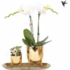 Geschenk-Set Klein Lush Life Gold FloraSelf Mit Orchidee, Sukkulenten Und Tablett Oval 30 Cm -FloraSelf Geschäft DV 8 10622306 02 4c NL 20221209131753