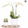 Geschenk-Set Klein Lush Life Silber FloraSelf Mit Orchidee, Sukkulenten Und Tablett Oval 30 Cm -FloraSelf Geschäft DV 8 10622307 01 4c NL 20221209124750