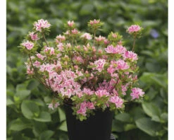 Japanische Azalee FloraSelf Rhododendron Obtusum 'Kermesina Rosé' H 20-25 Cm Co 2 L -FloraSelf Geschäft DV 8 10647109 02 4c DE 20230130094756