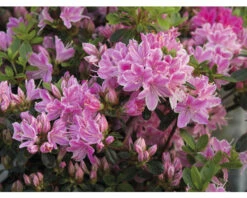 Japanische Azalee FloraSelf Rhododendron Obtusum 'Kermesina Rosé' H 20-25 Cm Co 2 L -FloraSelf Geschäft DV 8 10647109 03 4c DE 20230209121700