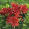 Japanische Azalee FloraSelf Rhododendron Obtusum 'Fridoline' H 20-25 Cm Co 2 L