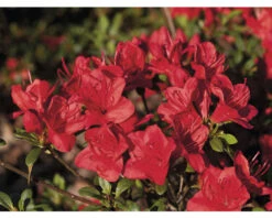 FloraSelf Geschäft -FloraSelf Geschäft DV 8 10647123 02 4c DE 20230130101659