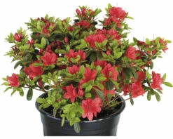 Japanische Azalee FloraSelf Rhododendron Obtusum 'Fridoline' H 20-25 Cm Co 2 L -FloraSelf Geschäft DV 8 10647123 03 4c DE 20230210051752