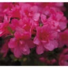 Japanische Azalee FloraSelf Rhododendron Obtusum 'Gislinde' H 20-25 Cm Co 2 L -FloraSelf Geschäft DV 8 10647135 01 4c DE 20230130104652