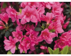 Japanische Azalee FloraSelf Rhododendron Obtusum 'Gislinde' H 20-25 Cm Co 2 L -FloraSelf Geschäft DV 8 10647135 02 4c DE 20230130104652