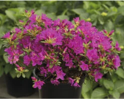 Japanische Azalee FloraSelf Rhododendron Obtusum 'Purpurtraum' H 25-30 Cm Co 3 L -FloraSelf Geschäft DV 8 10647138 02 4c DE 20230130104752