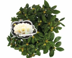 Ball-Rhododendron FloraSelf Rhododendron Yakushimanum 'Centennial Gold' H 30-40 Cm Co 5 L -FloraSelf Geschäft DV 8 10647154 03 4c DE 20230131061657