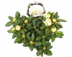 Ball-Rhododendron FloraSelf Rhododendron Yakushimanum 'Centennial Gold' H 30-40 Cm Co 5 L -FloraSelf Geschäft DV 8 10647154 04 4c DE 20230131061657