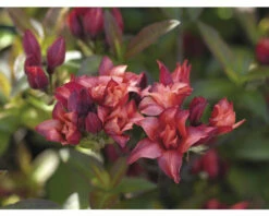 Duftazalee FloraSelf Rhododendron Luteum 'Feueköpfchen' H 40-50 Cm Co 5 L, Laubabwerfende Azalee