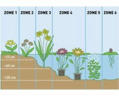 Japanischer Schachtelhalm FloraSelf Equisetum Japonicum Ø 18 Cm Topf -FloraSelf Geschäft DV 8 1919217 02 4c DE 20230421111659 19