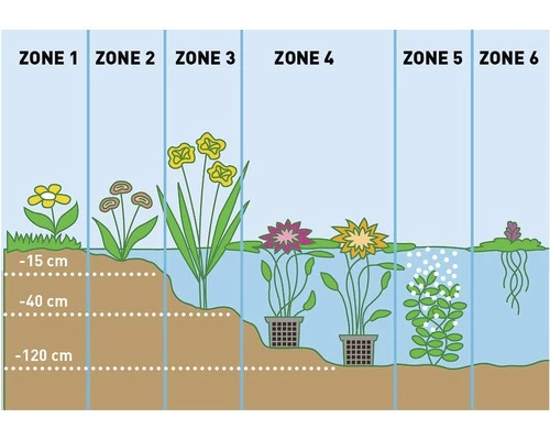 Himalajaprimel FloraSelf Primula Rosea Ø 9 Cm Topf 4 Himalajaprimel FloraSelf Primula Rosea Ø 9 Cm Topf – Bild 2