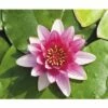 Zwergseerose FloraSelf Nymphaea Pygmea 'Rubra' Ø 11 Cm Topf -FloraSelf Geschäft DV 8 1921331 01 4c DE 20220228154658 3