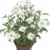 Chrysantheme FloraSelf Chrysanthemum Frutescens Ø 11 Cm Topf -FloraSelf Geschäft DV 8 1922083 004 4c RO 20170512094902