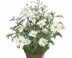 Chrysantheme FloraSelf Chrysanthemum Frutescens Ø 11 Cm Topf